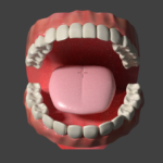blender 歯茎　歯　舌　のモデリングデータ